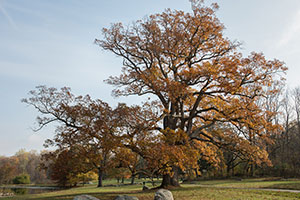 tree and pond