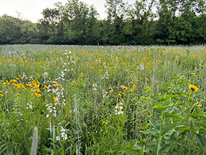 field with flowers