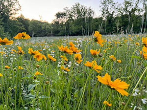 field with flowers
